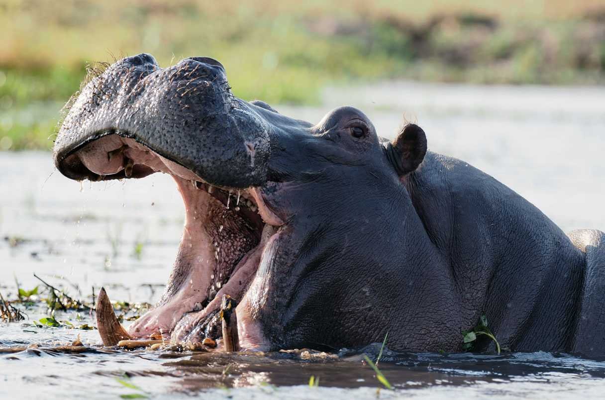 Colombia's Hippo Cull: Escobar's Legacy, Ecological Crisis